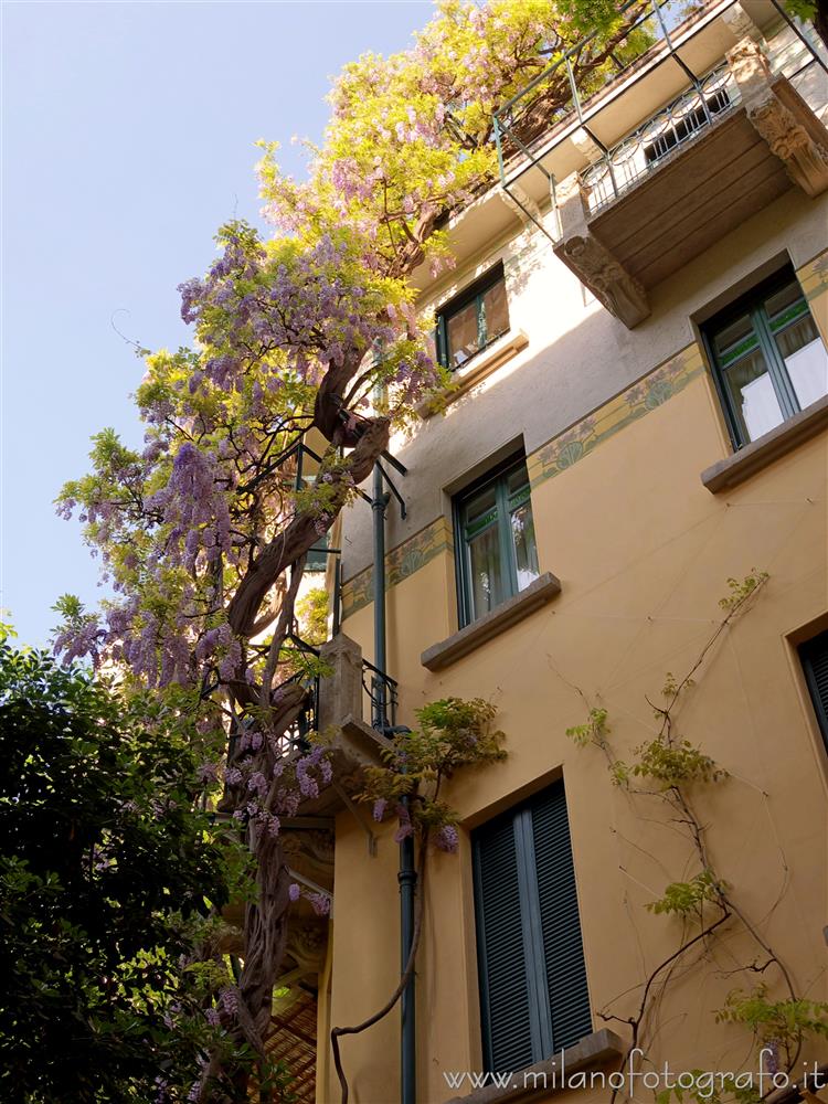 Milan (Italy) - Flowering large glycine in the court of House Campanini